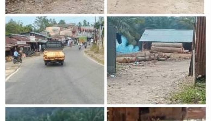 Illegal Logging di Kuantan Mudik: Sawmill yang Pernah Dipasangi Police Line Kembali Disorot