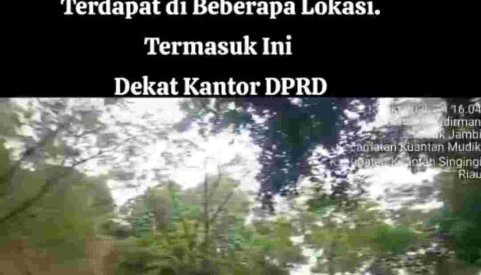 PETI Kembali Beroperasi Dekat Kantor DPRD Kuansing, Ketua DPRD Respons Cepat: Harus Ditertibkan