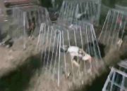 Aktivitas Sabung Ayam di Gunung Toar Dilaporkan ke Redaksi, Kapolsek Kuantan Mudik Akan Lakukan Penyelidikan