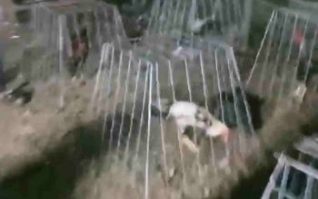 Aktivitas Sabung Ayam di Gunung Toar Dilaporkan ke Redaksi, Kapolsek Kuantan Mudik Akan Lakukan Penyelidikan